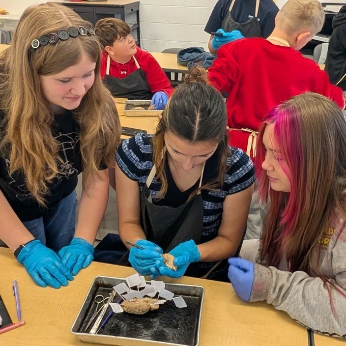 dissection 