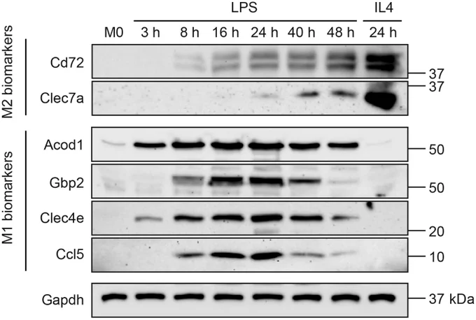 Dynamics of new M1 and M2 biomarkers during prolonged LPS incubation. Naïve M0 macrophages were treated with LPS for 3 to 48 h. The cells were collected at different time points to assess the levels of new M1 and M2 biomarkers. Cell lysates from M0 or M2 macrophages (treated with IL-4 for 24 h) served as biomarker negative or positive controls. Gapdh served as a loading control.