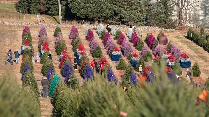 A field showing nine rows of Christmas trees that have been painted pink, purple, violet, and red/white/blue. 