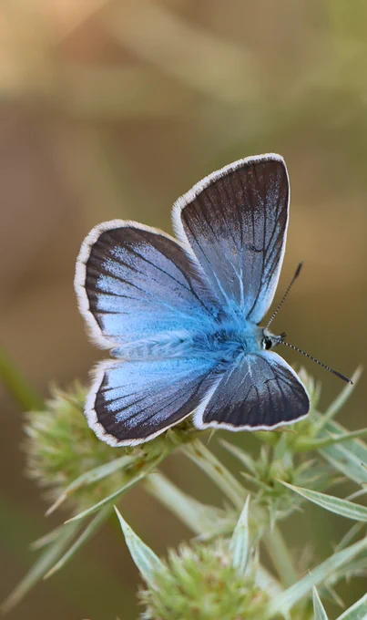 Damon Blue (Polyommatus damon) © Clive Burrows