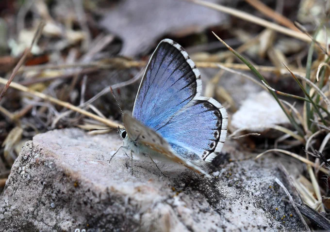 Azure Chalkhill Blue (Polyommatus caelestissimus) © Jon Dunn