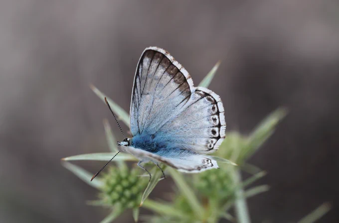 Spanish Chalkhill Blue (Polyommatus albicans) © Jon Dunn