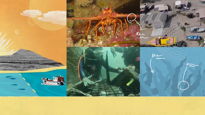 A collage of photos and graphics features a lobster, an overhead view of a fishing village, a diver, and several fishing boats. Image credits: Arturo Hernández-Velasco-COBI & design credit to Wienot Films