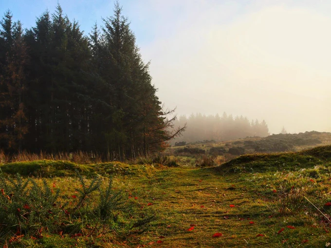 A scenic image of a misty morning in a grassy field with scattered fallen leaves, leading to a dense forest under a soft glowing sun.