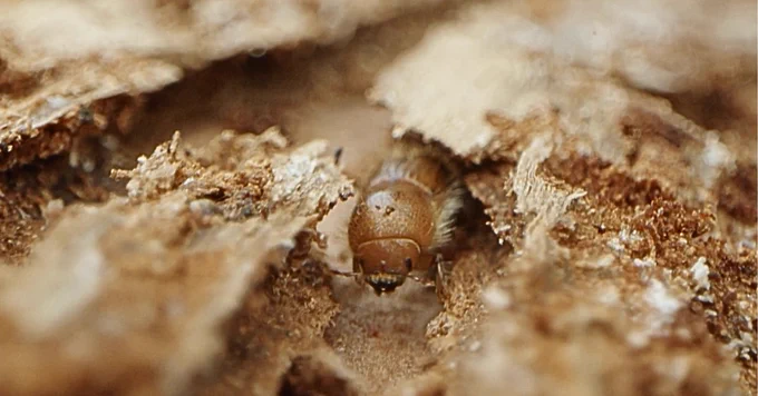 Eight-toothed spruce bark beetle (Ips typographus).