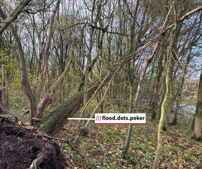 A large tree falls in a wooded area next to a canal. Its roots have ripped out from the ground.  A white box reads '///flood.dots.poker', an indicator of the tree's location using what3words.com software