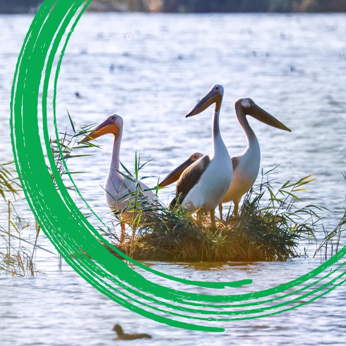 A group of pelicans perched on tufts of grass by the edge of the Armash wetlands in Armenia