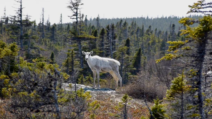 A caribou standing on a rocky outcrop in a dense coniferous forest.