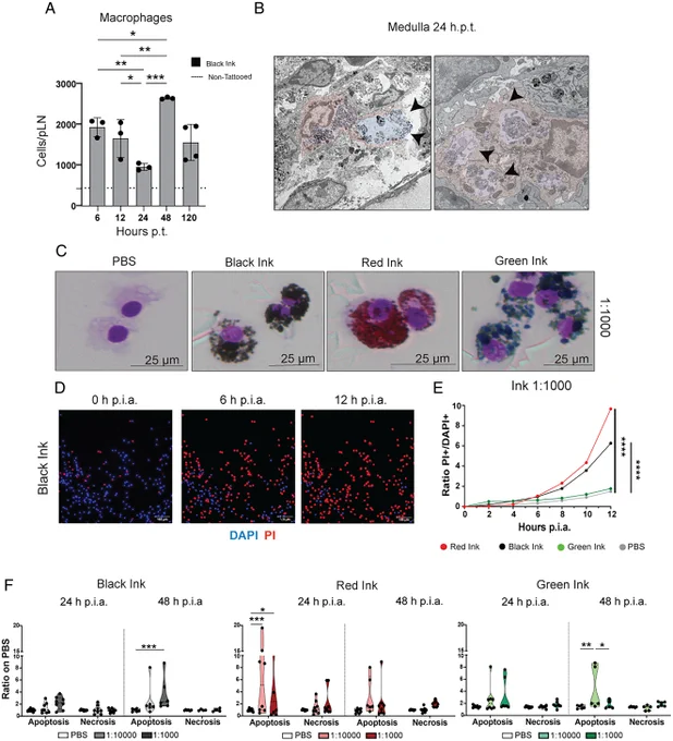 Tattoo ink induces macrophage death.
