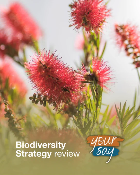 Brightly colored pink bottlebrush flowers in focus with a blurred green background. Text overlay at the bottom reads "Biodiversity Strategy review" and "Your say."