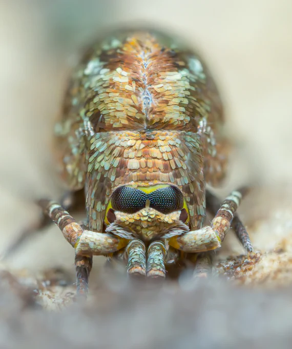 Close-up of an insect with iridescent, scale-like patterns covering its body and large compound eyes.

Jumping bristletail, Dilta sp. (c) Tim Jonas 2023