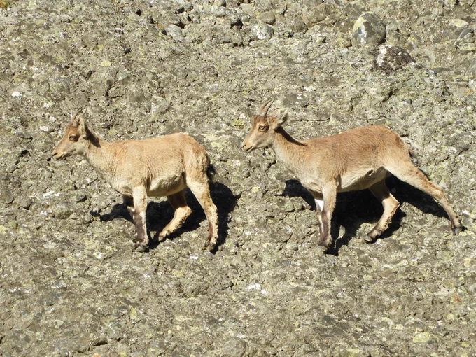 Spanish ibex
