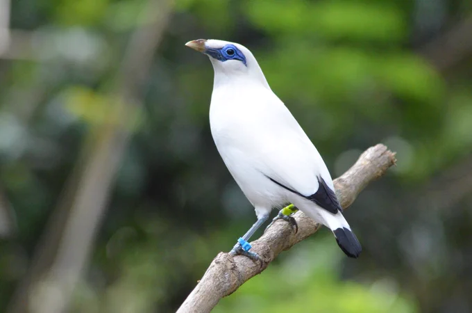 Picture shows a Bali Starling, a bird with white feathers and a blue 'mask' around its eyes. It is a sleek bird and is perched on a branch