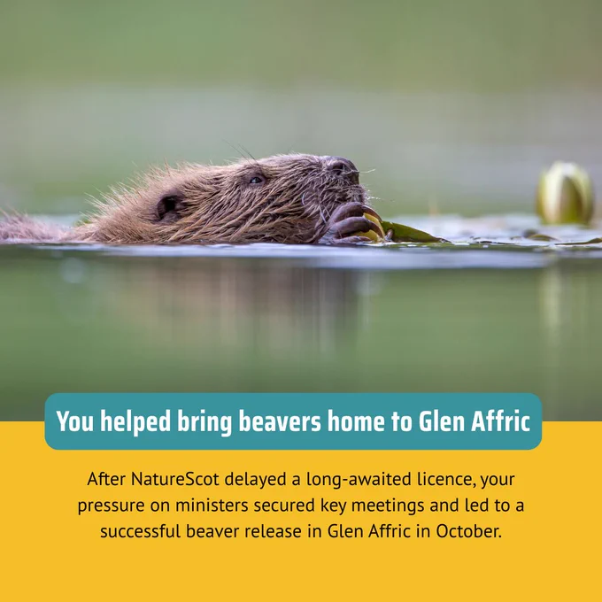A beaver feeding in calm water, holding a leafy plant in its mouth. Text reads, "You helped bring beavers home to Glen Affric. After NatureScot delayed a long-awaited licence, your pressure on ministers secured key meetings and led to a successful beaver release in Glen Affric in October."
