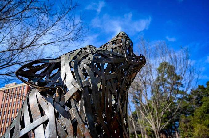 Close up of a statue of a metal wolf howling with a bright blue sky and empty trees behind.