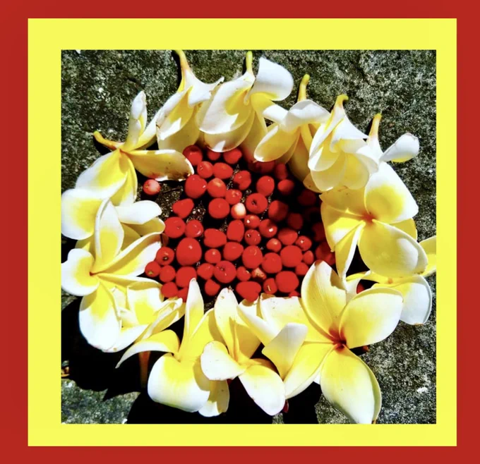 A circle of yellow and white Frangipani flowers, containing a pile of bright red berries