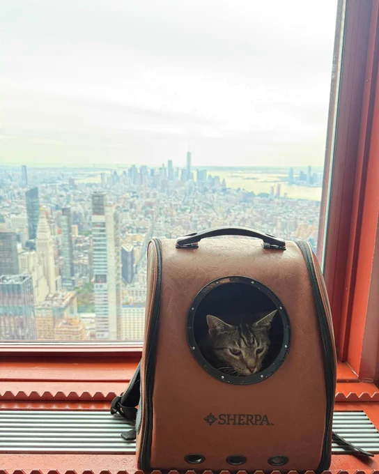 A gray tabby cat peering out of a backpack-style cat carrier. The carrier is sitting on the indoor ledge of a window looking out over Manhattan.