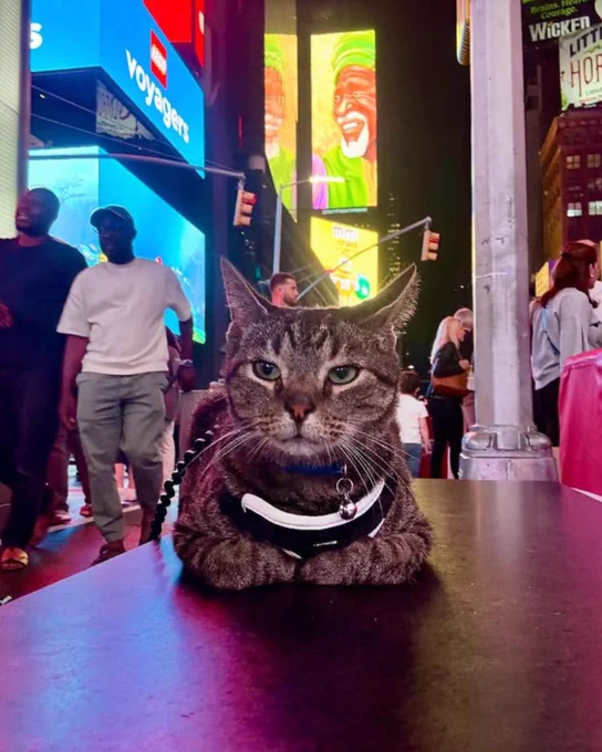 A gray tabby cat wearing a harness, collar, and leash, sitting on top of some kind of flat black surface, with the lights and crowds of Times Square behind him.