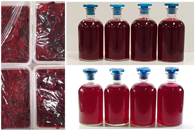 A collage. On the left hand side is a photo of four basins containing shredded red cabbage bathing in dilute sulfuric acid. On the right, a row of four bottles containing the deep red extracts. The bottles are shown under ambient lighting conditions and also with intense white back lighting to better show the colour. 