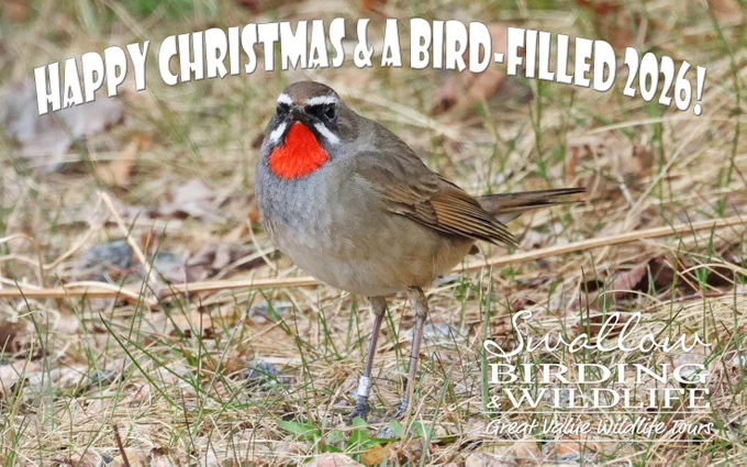 A festive Siberian Rubythroat!