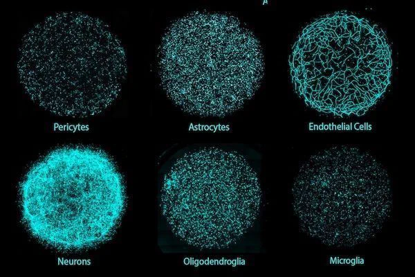 3x2 grid of circles composed of hundreds of cyan-stained cells on a black background. Circles are labled: pericytes, astrocytes, endothelial cells, neurons, ogliodendroglia, and microglia