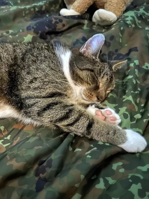 Ein gestreifter Hauskater mit weißen Pfoten und weißem Lätzchen schläft mit allen Vieren von sich gestreckt sowie einem Lächeln im Gesicht auf einem Camouflage Poncho Liner.