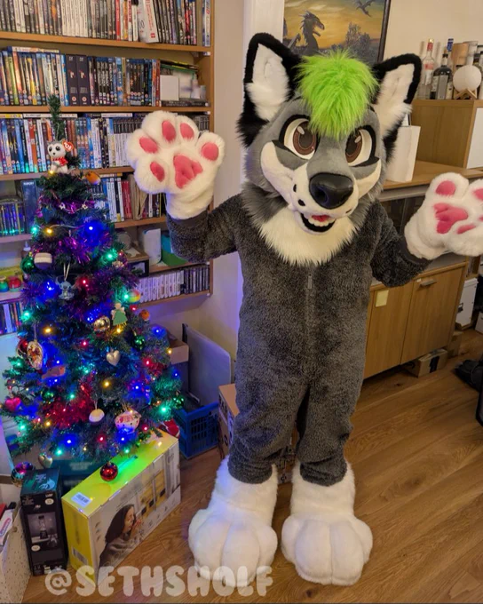 Photo of a grey and white wolf dog fursuit, with black ears and a green hair tuft, standing next to a decorated Christmas tree- featuring lots of decorations and lights. They are looking at the camera with a happy expression on their face.

The text in the bottom left says "@SethSholf".