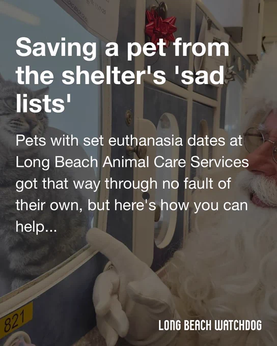 Saving a pet from the shelter's 'sad lists'.
Pets with set euthanasia dates at Long Beach Animal Care Services got that way through no fault of their own, but here's how you can help them.