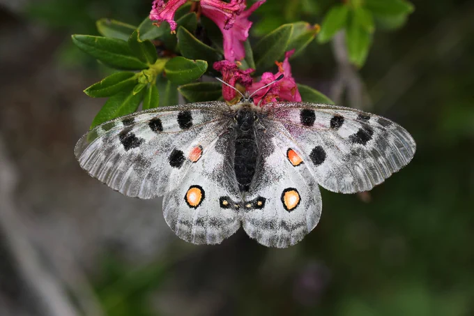 Apollo (Parnassius apollo) © Jon Dunn