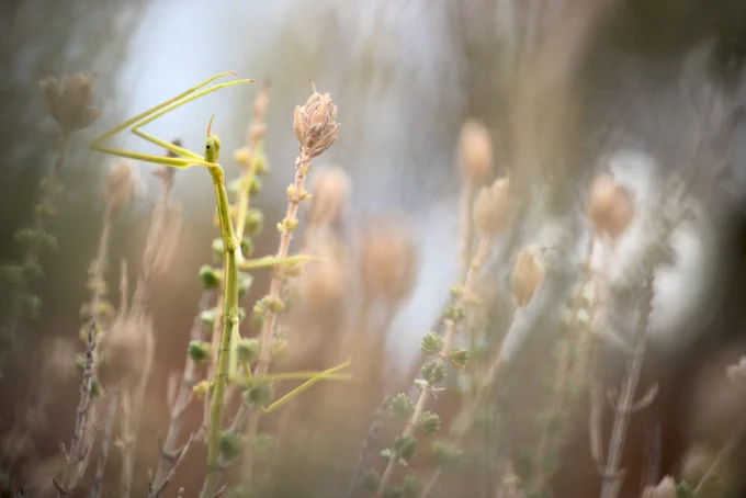 Close-up of a stick insect perched on dry wildflowers in a softly blurred natural setting.

Bacillus atticus ssp., atticus nymph (c) Panagiotis Dalagiorgos 2024