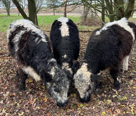 Three fluffy cows with black and white coats grazing in a leaf-covered area under trees. Photo credit: John White/Natural England