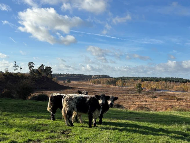 Three cows standing in a field with a scenic backdrop of a wide open landscape and a clear sky. Photo credit: John White/Natural England