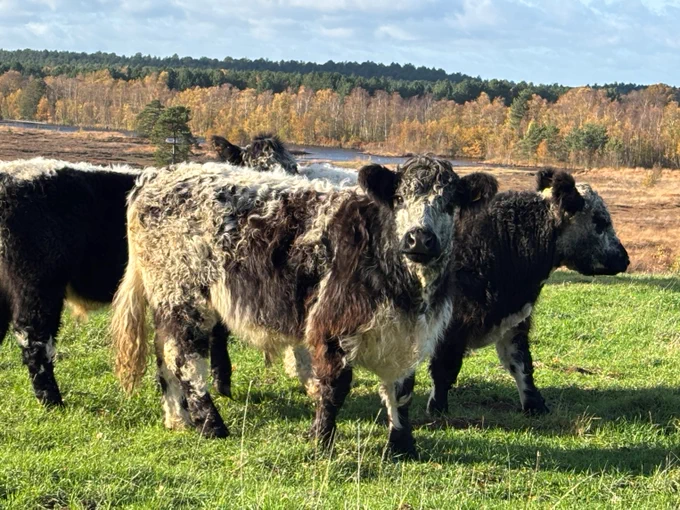 Three Galloway cattle grazing in a field with a forest and a lake in the background on a sunny day. Photo credit: John White/Natural England