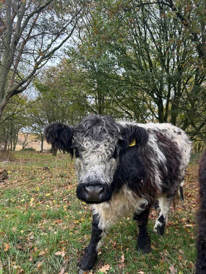 A shaggy cow stands in a grassy area surrounded by leafless trees. Photo credit: John White/Natural England
