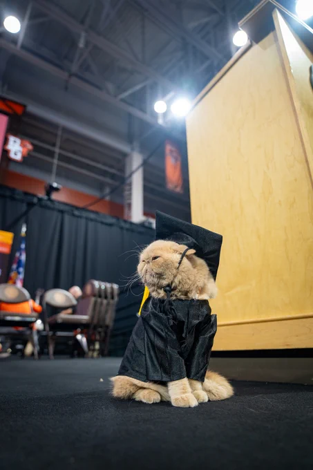 A cat in a graduation cap and gown sits on a floor at a graduation ceremony.