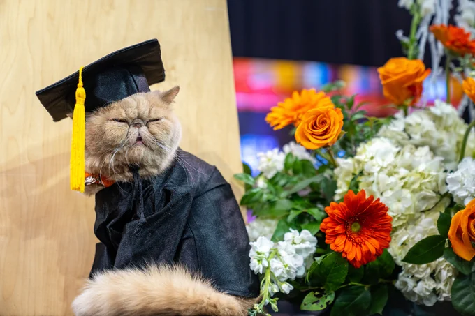 A cat wearing a graduation cap and gown is seated beside a bouquet of flowers, including orange roses and white blooms.
