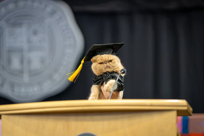 A cat dressed in a graduation cap and gown standing at a lectern with a seal in the background.