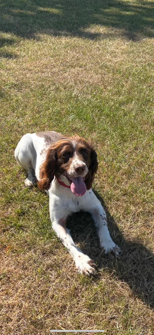 Police dog Lucky, a brown and white springer spaniel