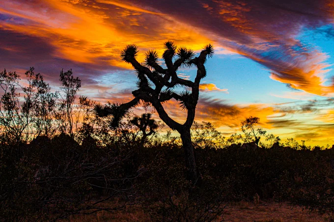 a silhouette of a Joshua tree against the sunset with streaks of orange, purple, yellow and blue.