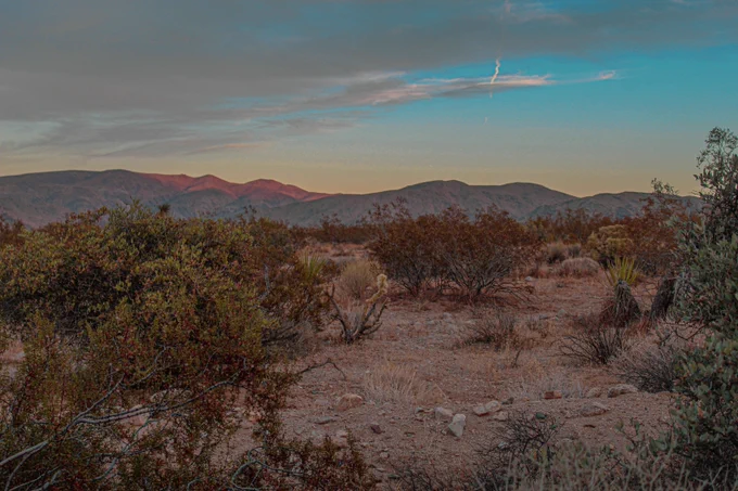 Sunset view at Joshua Tree National Park with mountains in the background and desert plants in the foreground.