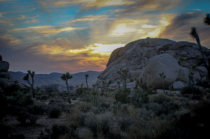 Sunset view at Joshua Tree National Park featuring Joshua trees, boulders and bright colors in the sky.