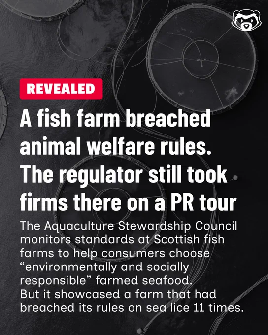 Aerial view of circular salmon fish farm pens in dark water. Overlaid text reads: “REVEALED: A fish farm breached animal welfare rules. The regulator still took firms there on a PR tour.” Smaller text explains that the Aquaculture Stewardship Council showcased a Scottish farm that had breached sea lice rules 11 times.