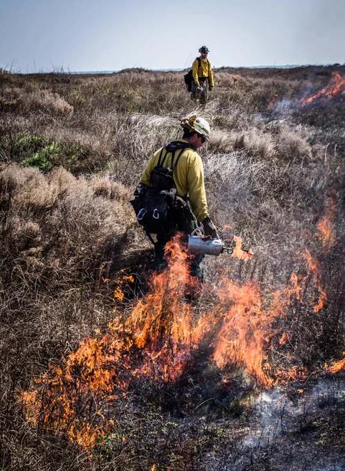 Firefighter in yellow gear using a drip torch to set controlled flames in dry grassland during a prescribed burn.