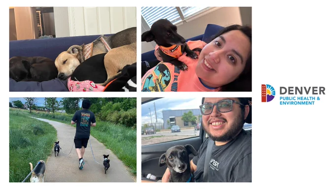 Four photos, one of a black and tan dog sleeping on a couch, one of a black dog sitting on the chest of a lady, another of three dogs walking with a man, and a black dog sitting on the lap of a man inside a car.