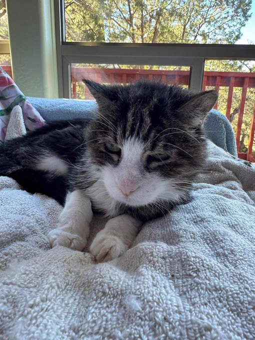 Tabby and white cat on a blanket