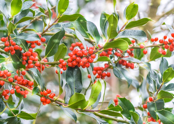 Close-up photograph of glossy green holly leaves with clusters of bright red berries growing along the branches, softly lit against a blurred natural background.