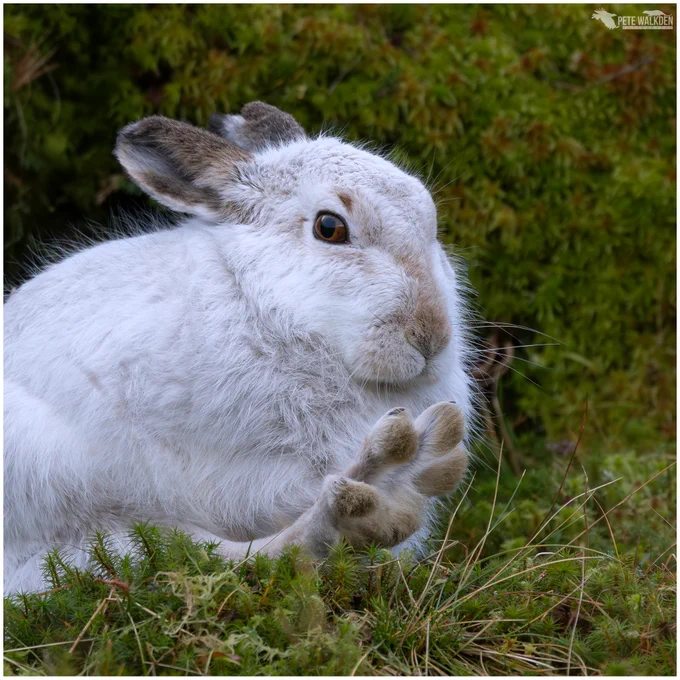 A photo of a mountain hare in its winter pelage, stretching a hind paw.