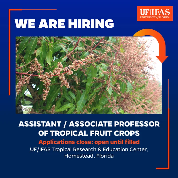 Mango tree in blossom.
The UF/IFAS Tropical Research & Education Center in Homestead, Florida is looking to fill the position of Assistant / Associate Professor of Tropical Fruit Crops. 