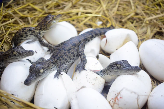 A nest full of eggs. Grey, juvenile crocodiles are sitting on top of the eggs having recently hatched