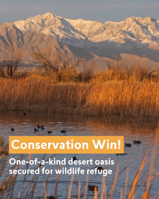 Conservation Win! Image of a serene wildlife refuge with a pond featuring several ducks, surrounded by tall golden grass, with snow-capped mountains in the background under a soft morning light.